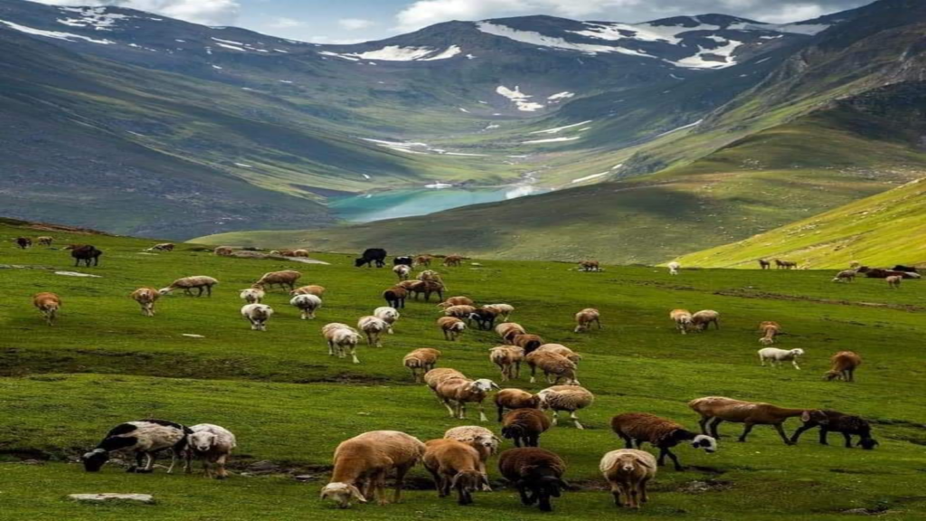 Large flock of sheep grazing on a green grassy meadow in Pahalgam