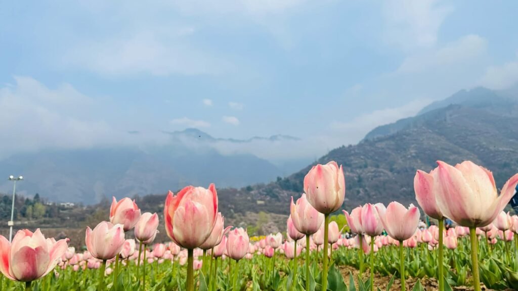 Pink tulips in bloom with misty mountains in the background, Kashmir